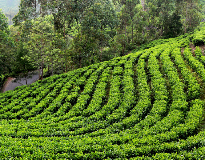 Tea Garden Of Assam