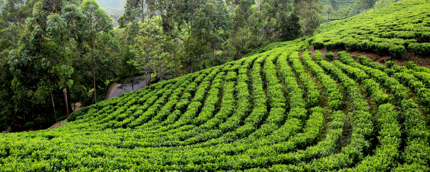 Tea Garden Of Assam